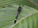 Brechmorhoga pertinax (Masked Clubskimmer) male-2.jpg